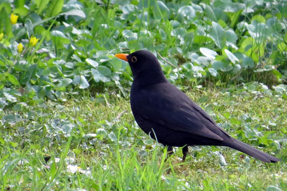 black bird in the spring garden