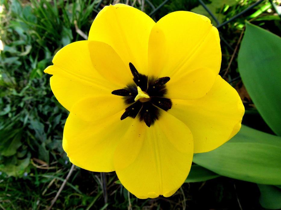 yellow gorgeous flower in the grass
