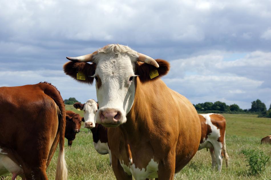 Cow Flock Cattle
