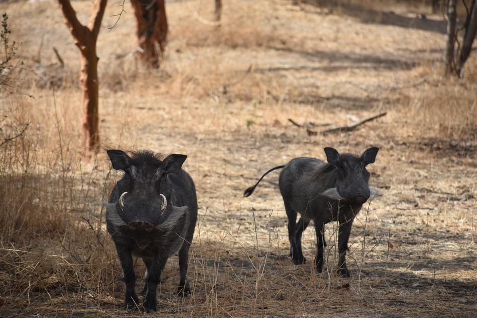 two black warthogs in a reserve in Africa