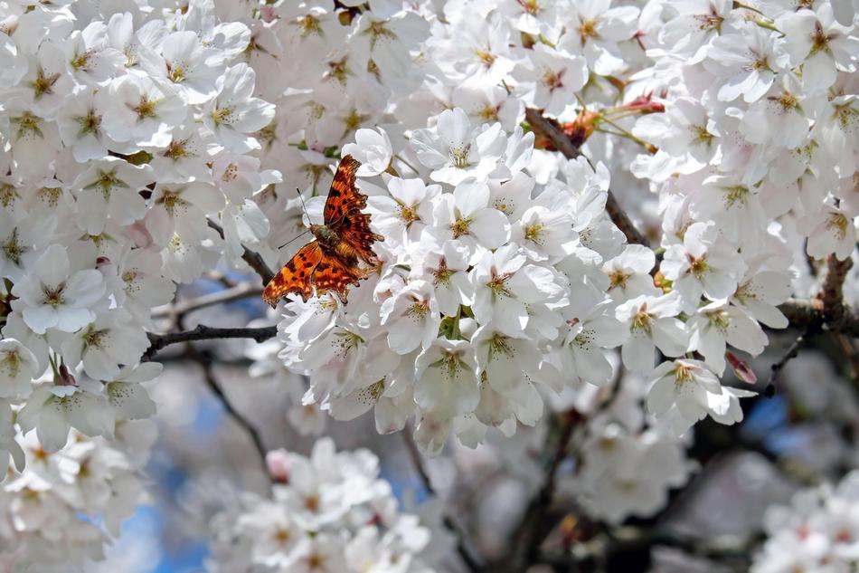 Japanese Cherry Trees Flowers