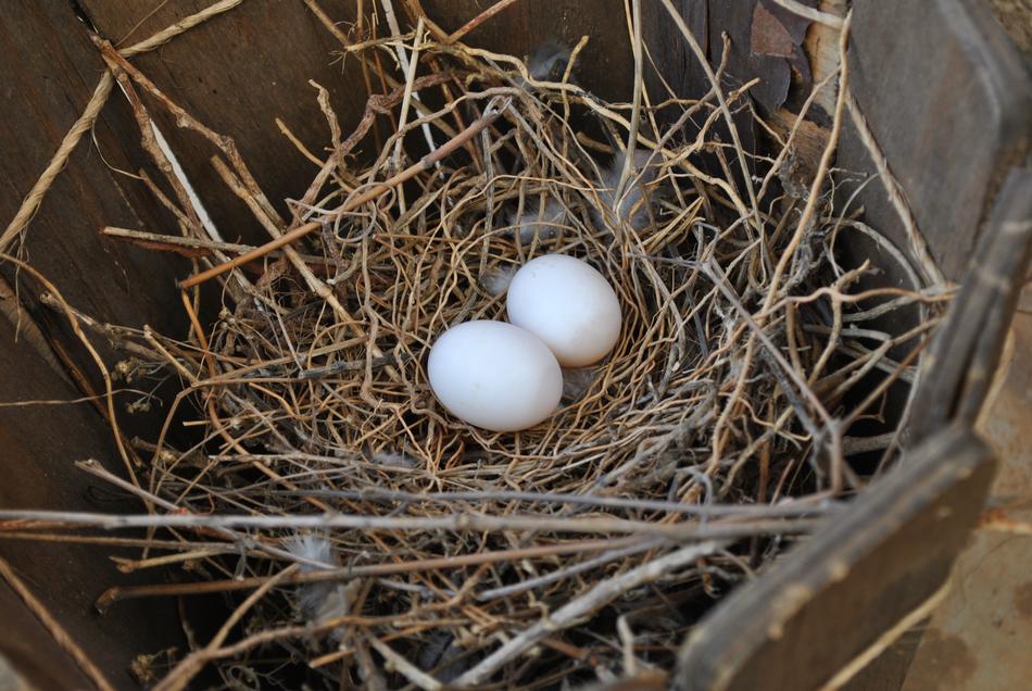 Nest Eggs Birds