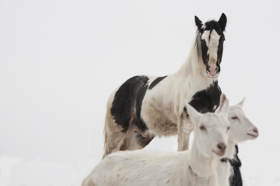 horse looking at goats