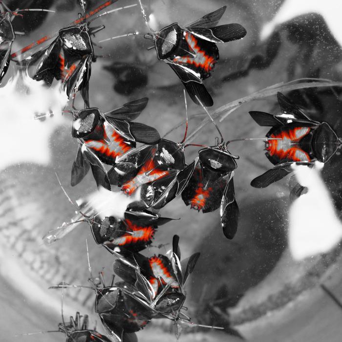 Citrus Bugs Drowned macro