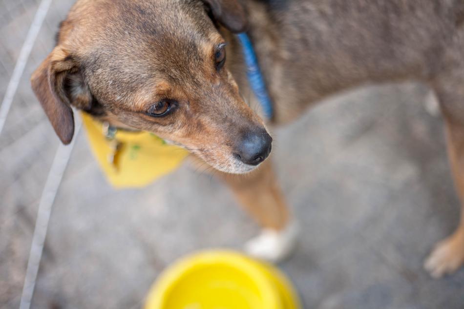impressively beautiful Dog Volunteer Pet