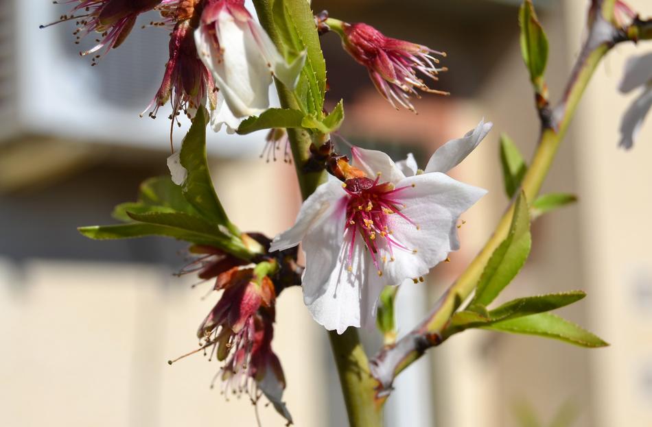 beautiful white flowers with a red center