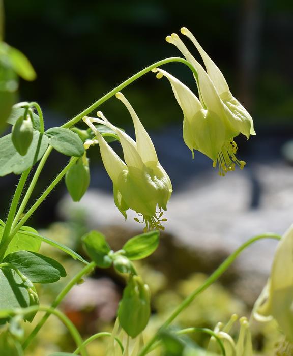 Yellow Columbine free image download