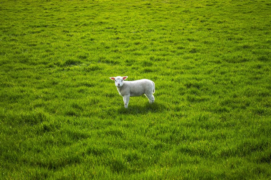 Sheep Lamb Lentje