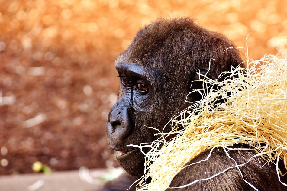 gorilla with hay on his shoulder