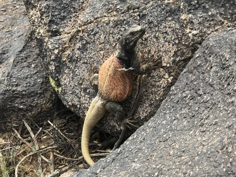 a large lizard on a rock