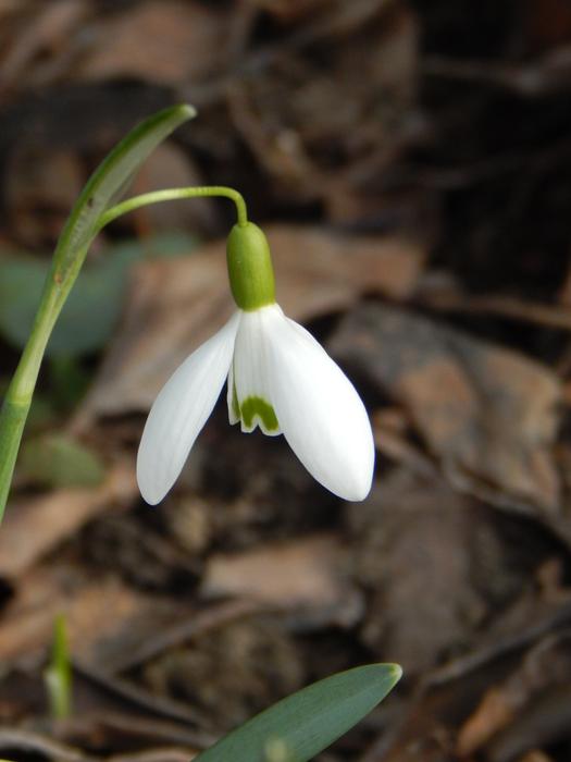 Snowdrop Spring Signs Of