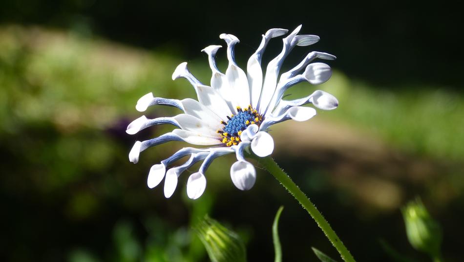 Plants Flowers Garden