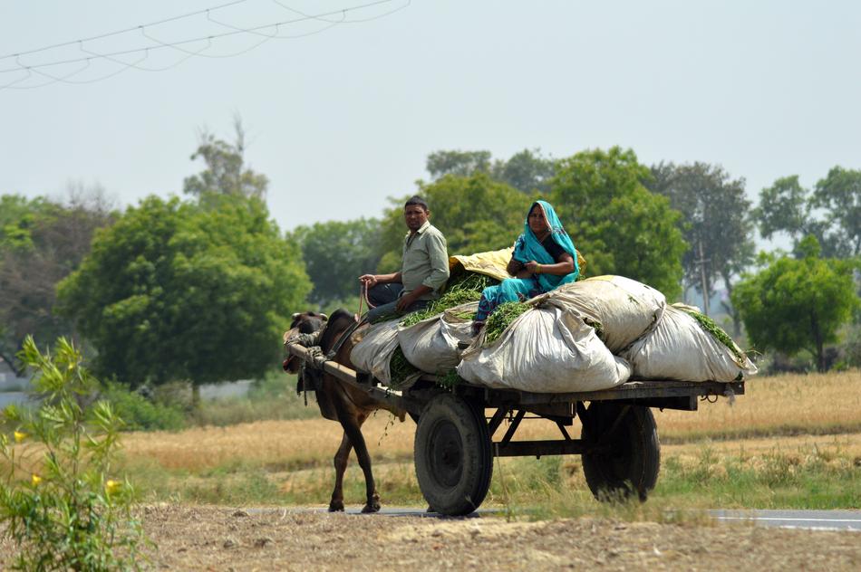 Bullock Cart Village