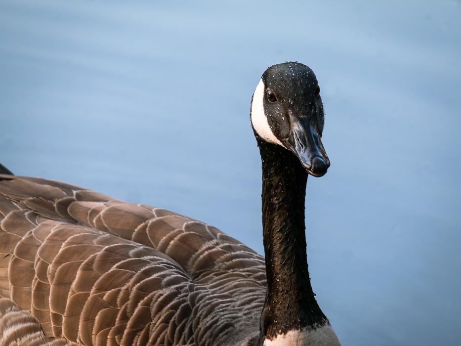 fabulous Canada Goose Bill