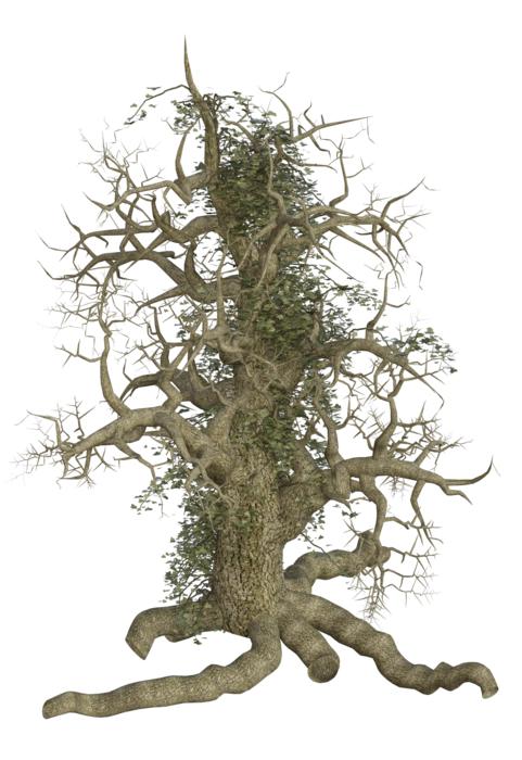 hairy gnarled tree