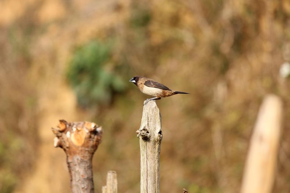 ravishing Bird Country