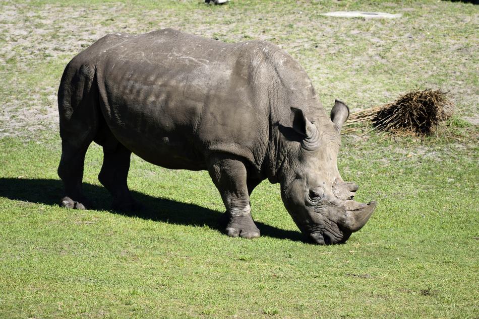walking rhinoceros in the zoo