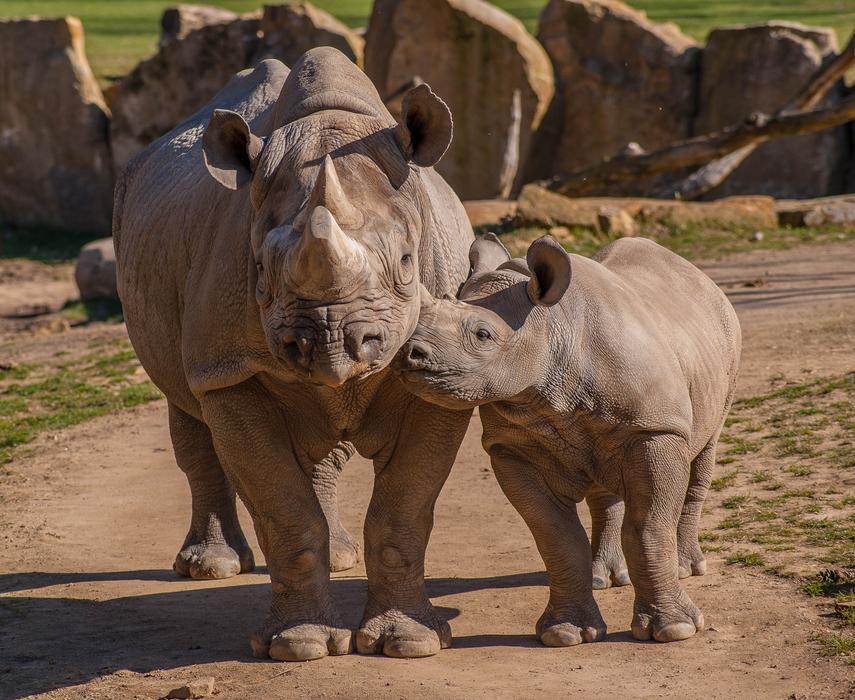 Zoo Rhino Animals