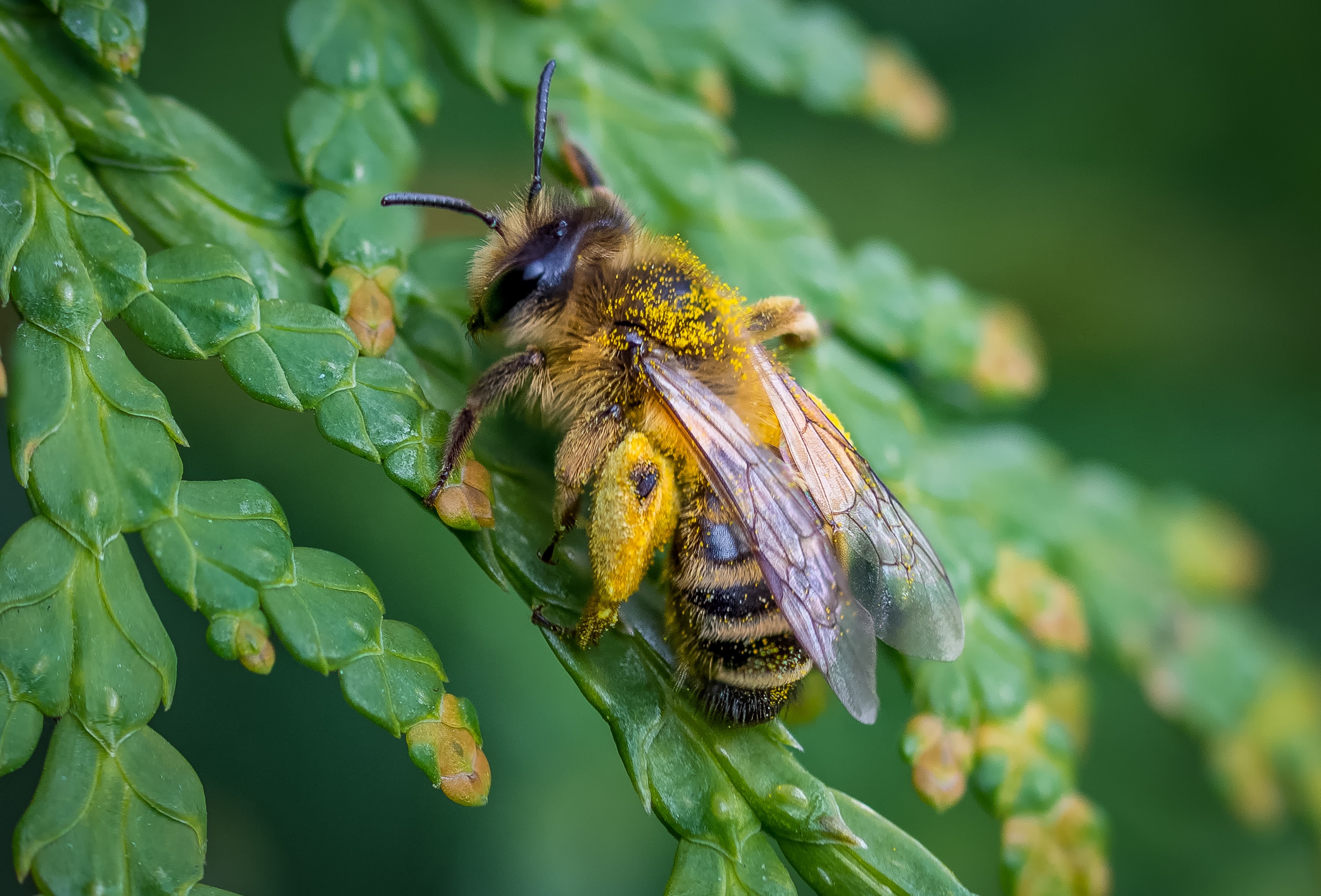 Пчела целом. Медоносная пчела. Пчеловодство. Среднерусская медоносная пчела. Пчелы медоносные насекомые. Медоносы для пчел.