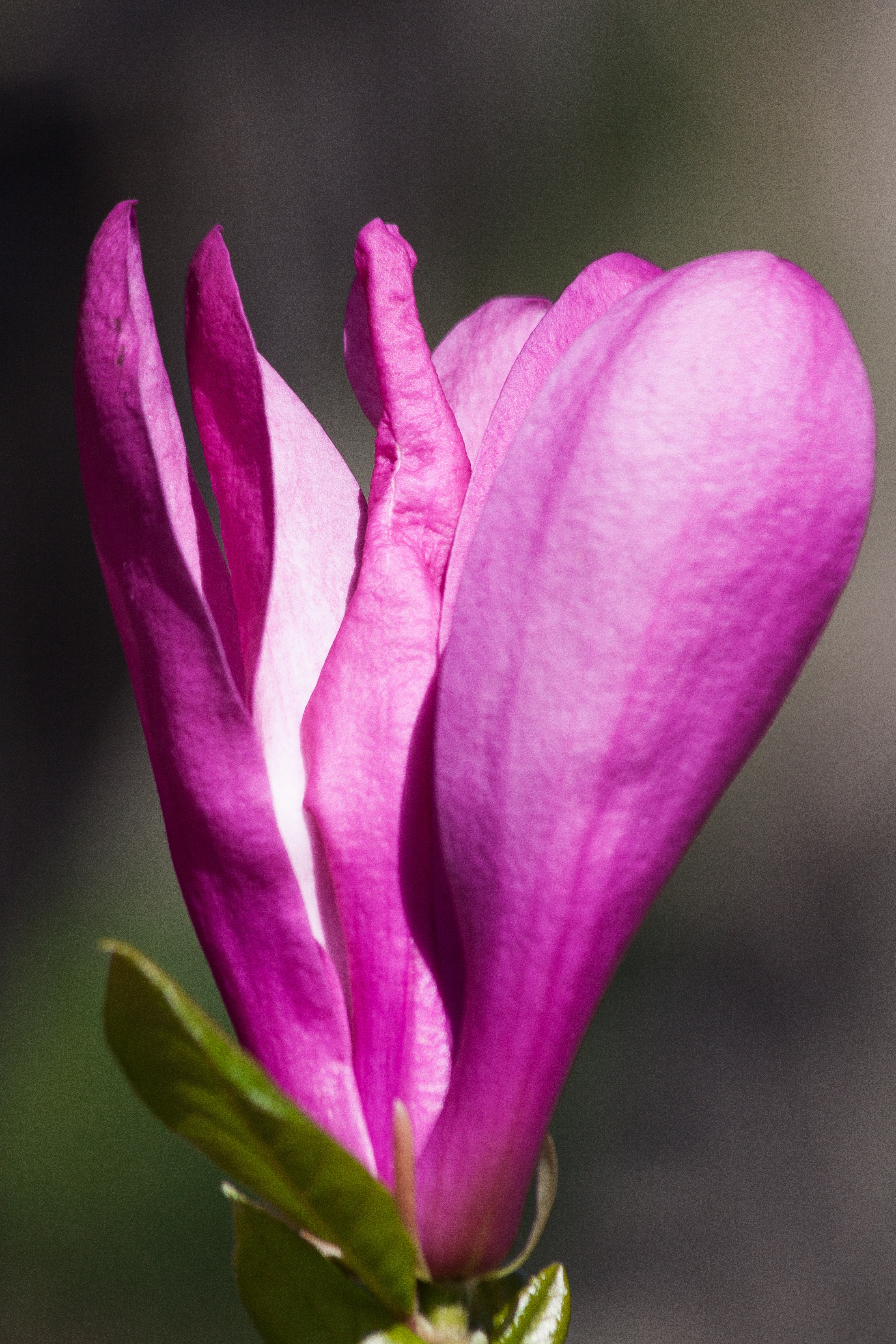Magnolia liliiflora