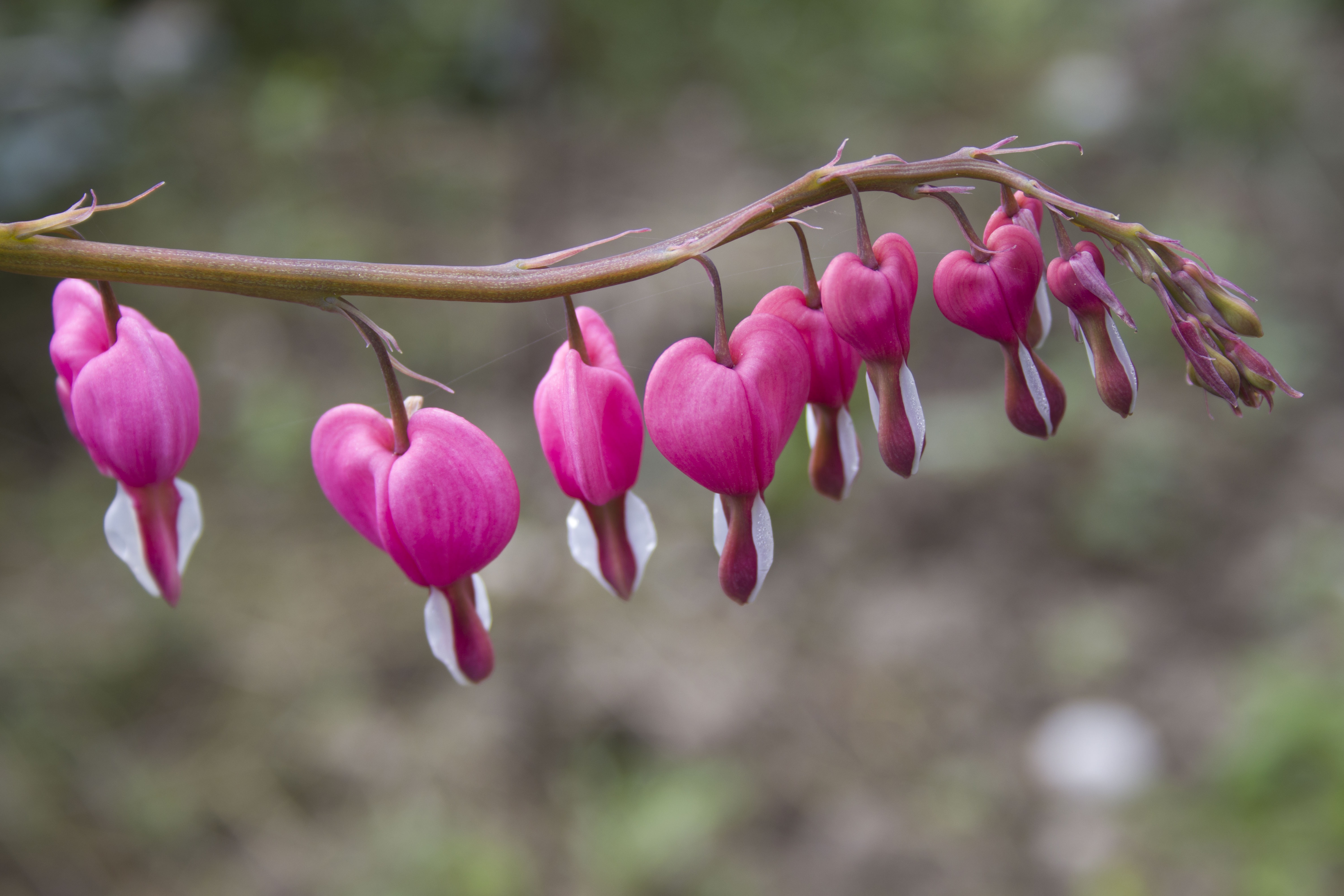 Flower Heart Bleeding free image download