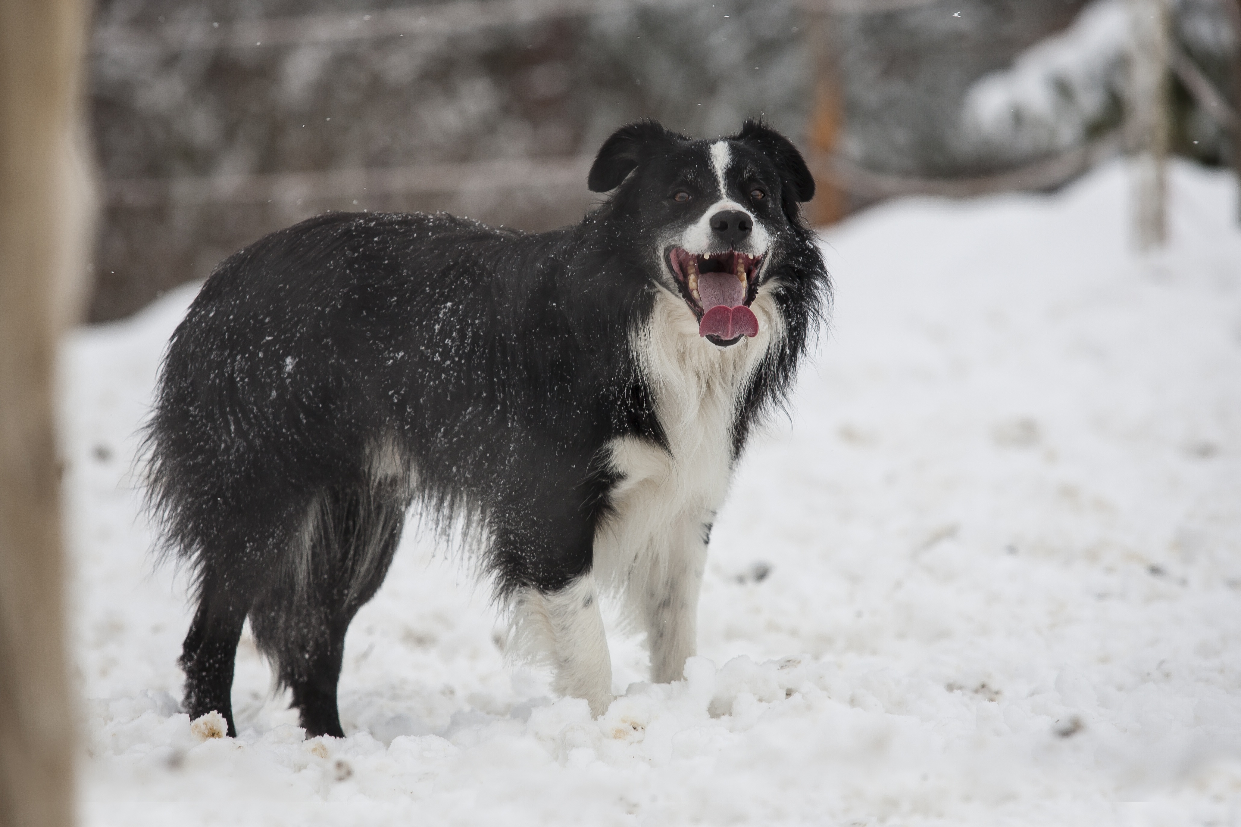Черная собака порода на снегу