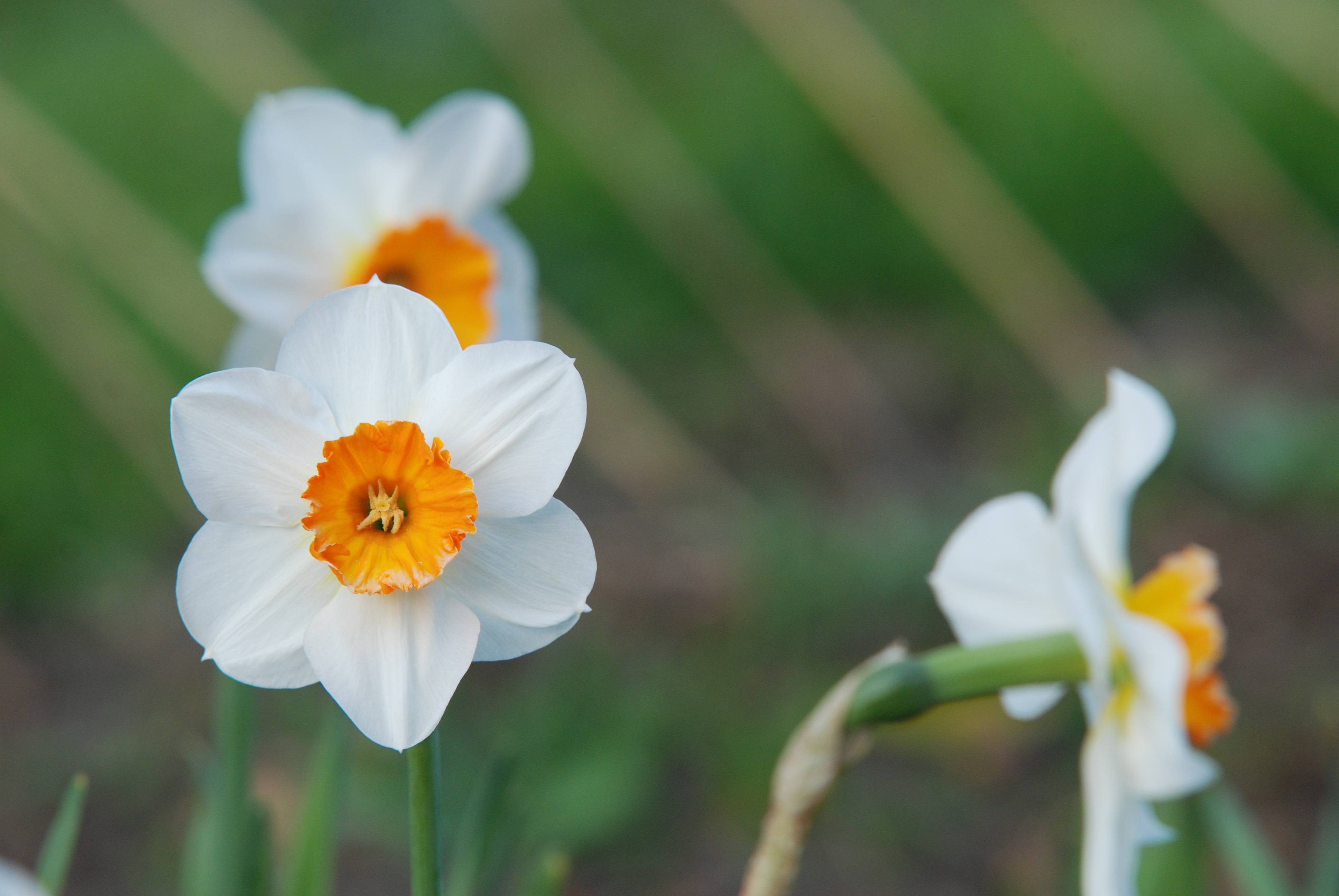 Narcissus free image download