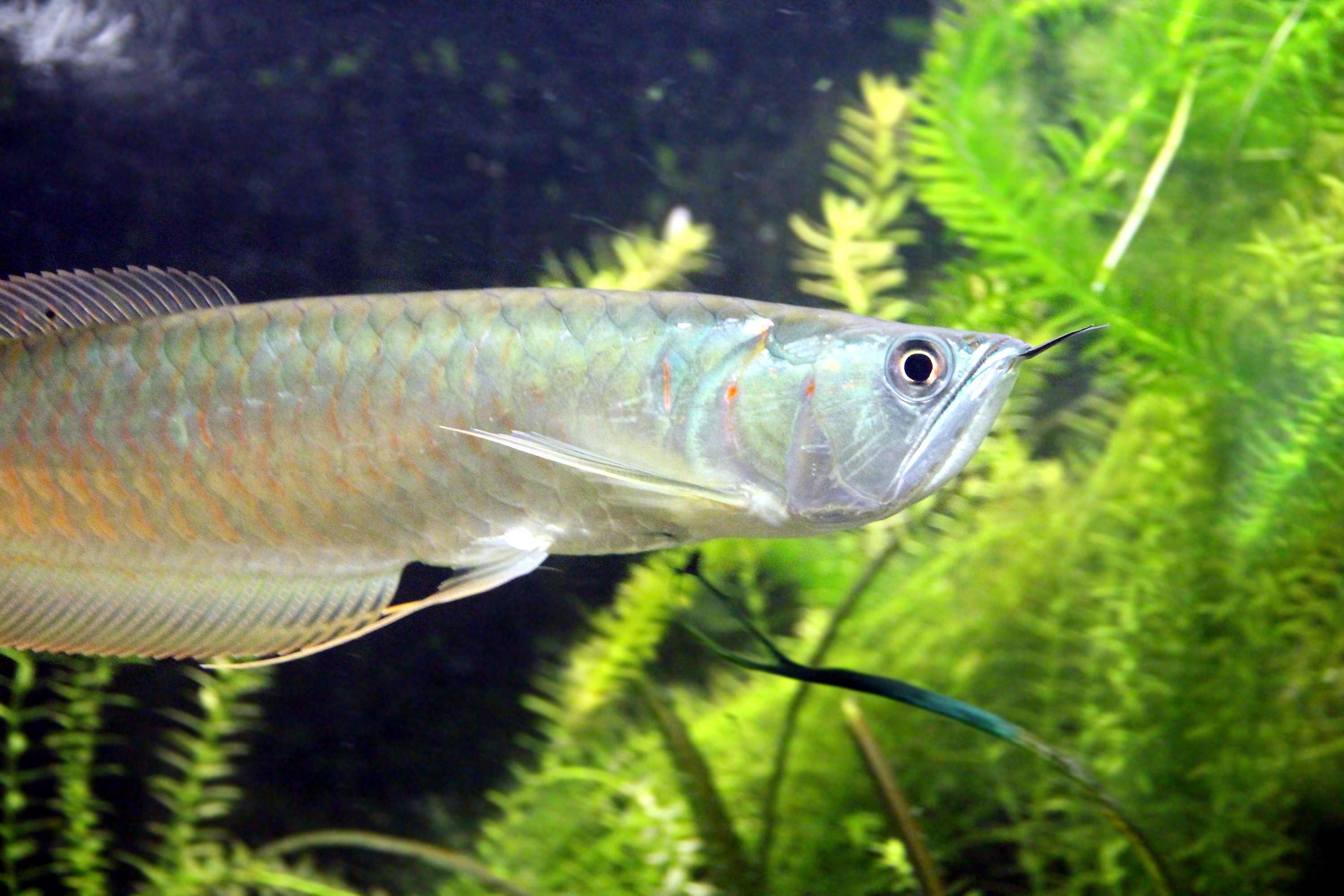 Аквариумная рыбка на букву т. Аравана Osteoglossum bicirrhosum. Арована серебряная. Аквариумная рыбка Арована. Арована рыба серебряная.