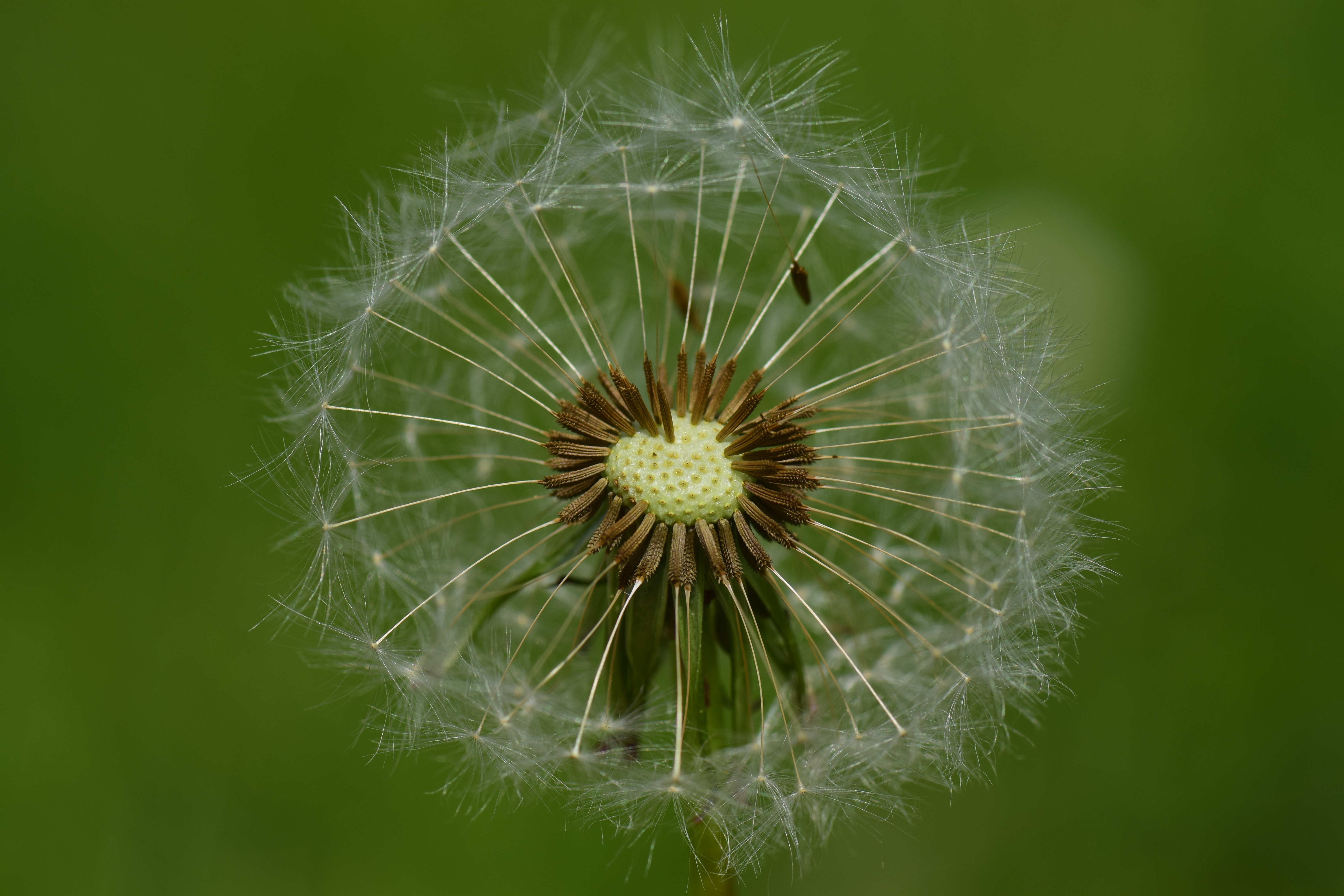Free Images : nature, field, dandelion, sunlight, leaf, flower, fly, green, bota
