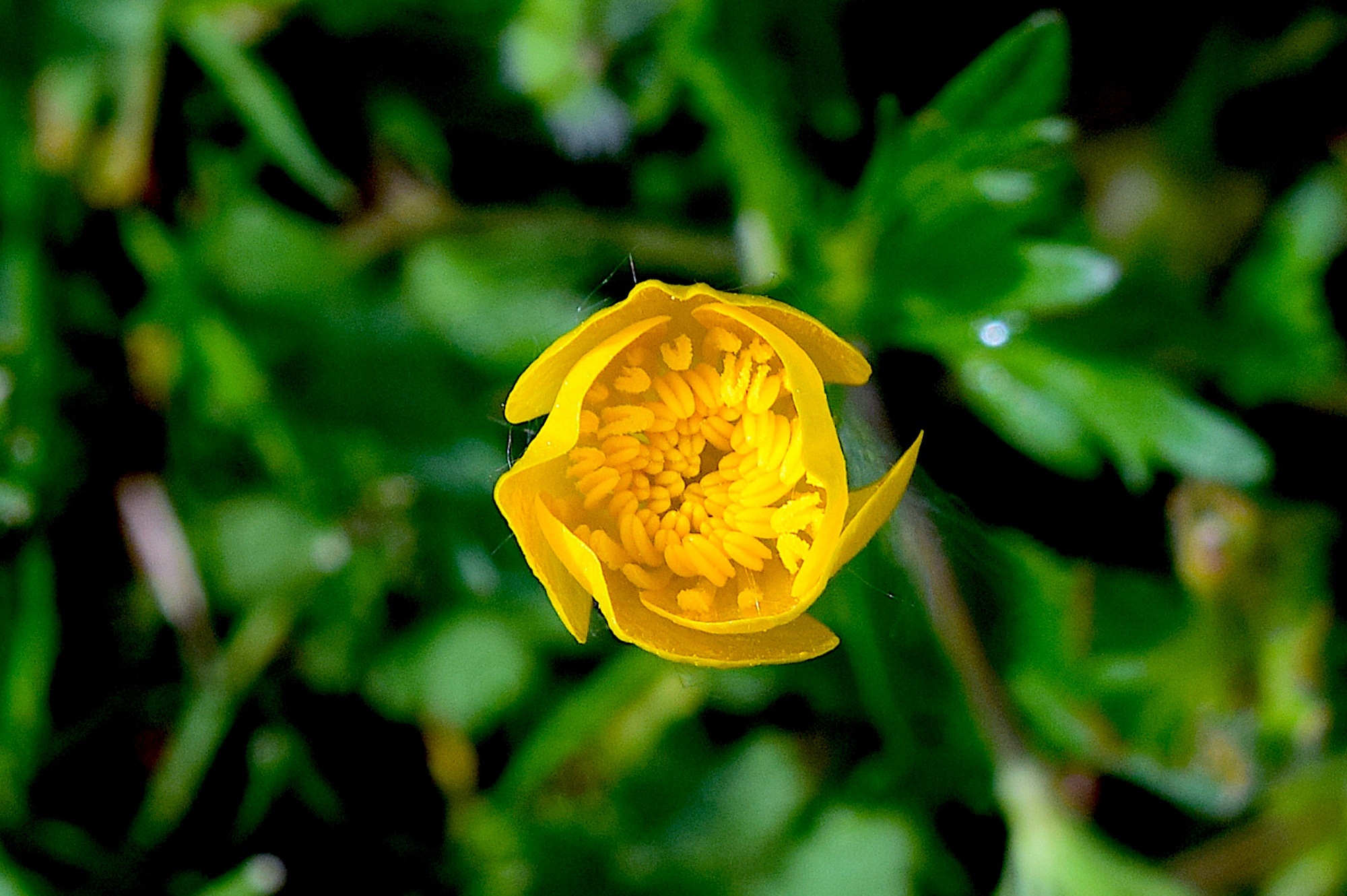 Butter Cup Flower Bloom free image download