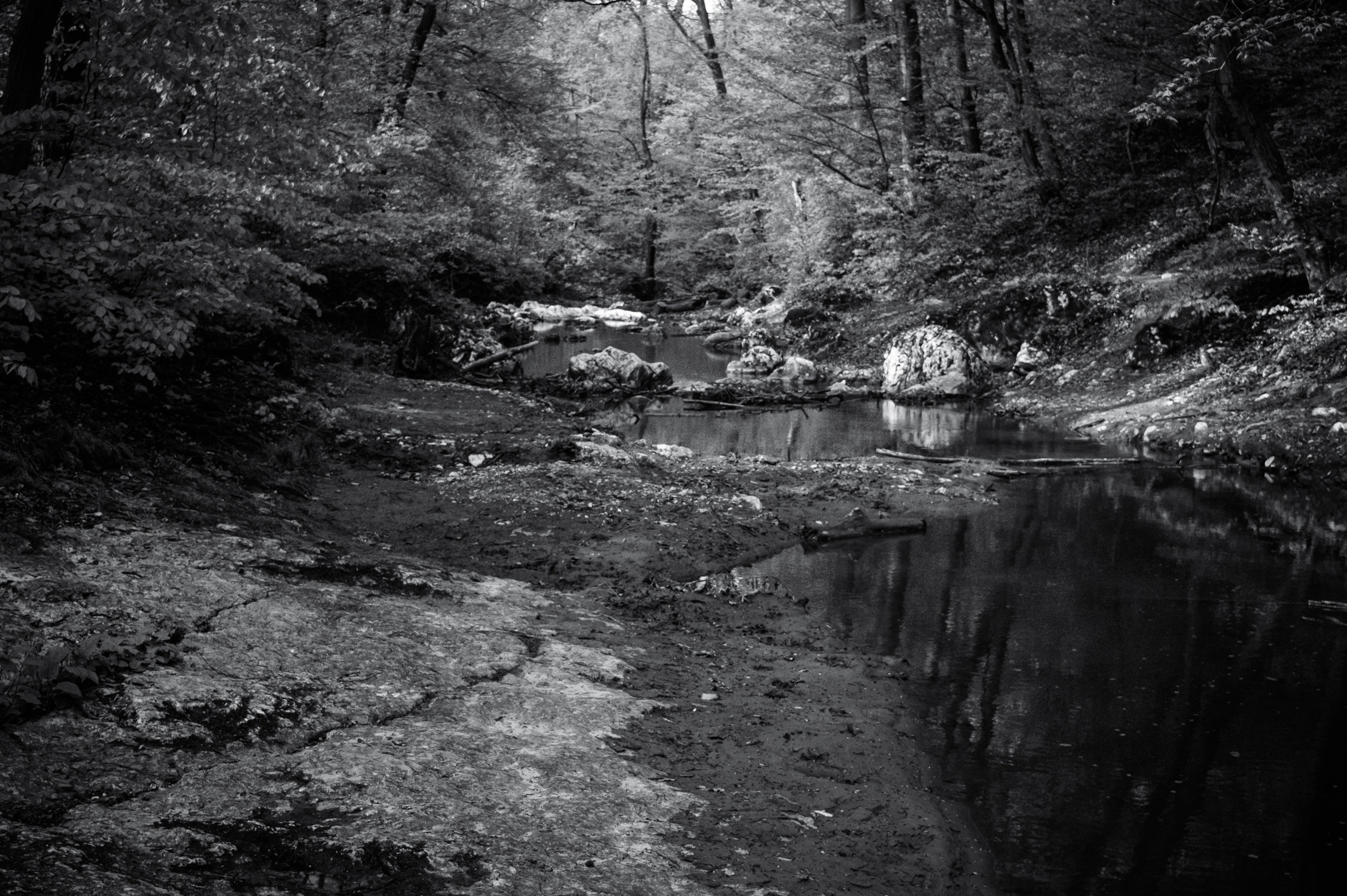 Creek Black And White Spring free image download