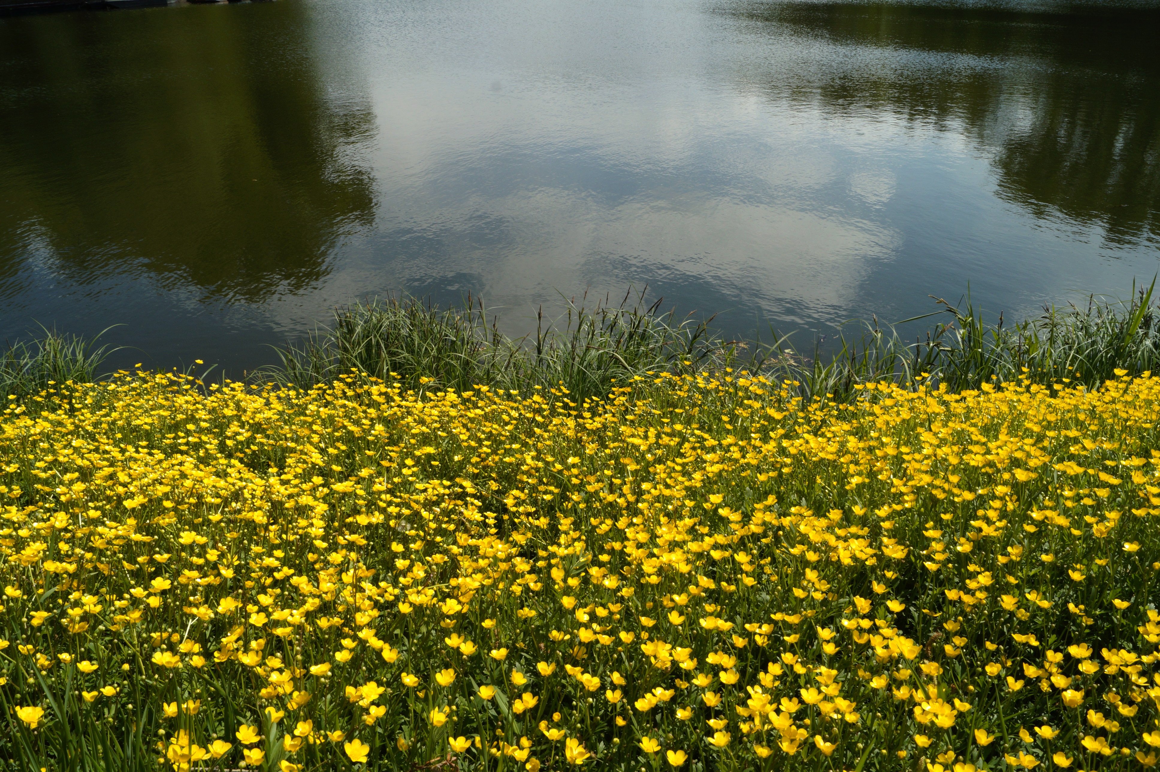 Yellow Flowers and River