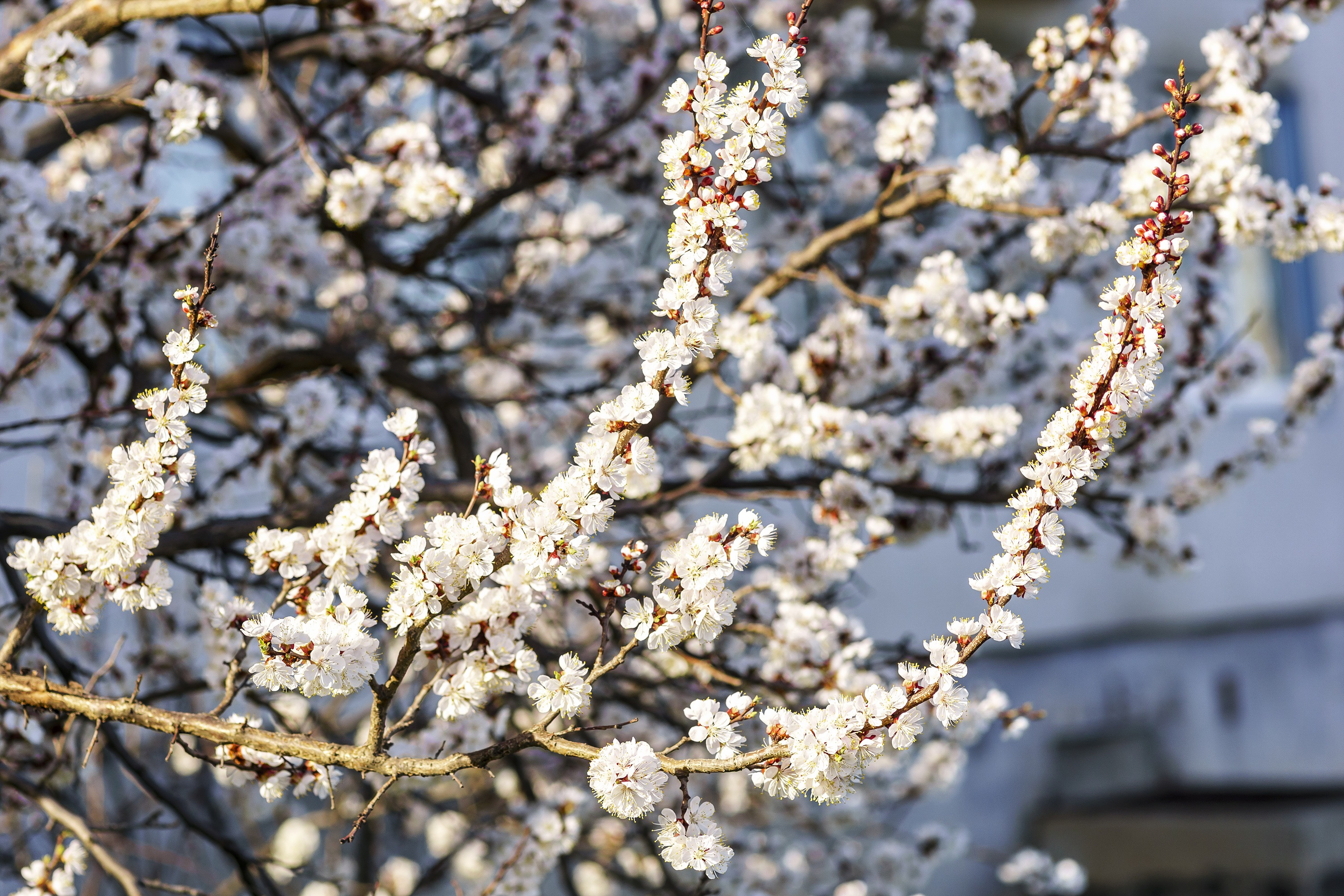 Как цветет абрикос весной фото Spring Flowers Color Apricot free image download