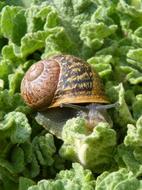 snail eats cabbage leaves