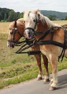 photo of two brown horses in harness