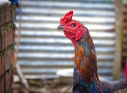 perfect Chicken Cock