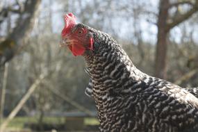 fabulous Chicken Hen Poultry