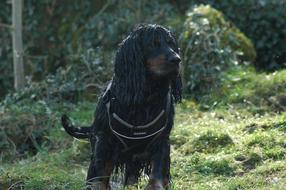 goodly Dog Cocker