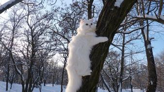 Cat snow tree