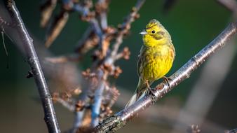 goodly Strand Bird yellow