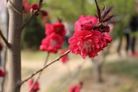 Cherry Blossom Outing