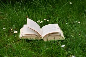 Book Meadow Read Relax