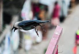 grey Crow jumps with open beak