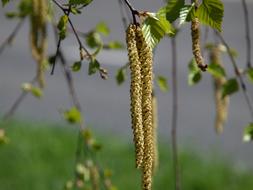 Birch In The Spring
