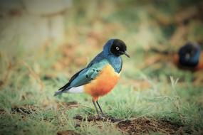 ravishing Bird Wildlife Nature