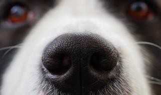 amazingly beautiful Dog Nose