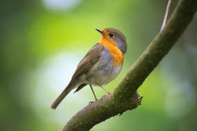 macro photo of robin on a branch