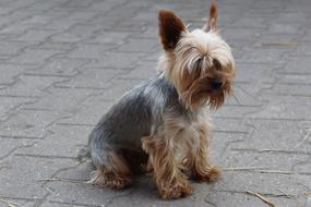 Yorkshire Terrier is sitting on the road