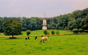 cows grazing in a green meadow