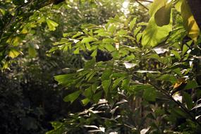 Jungle Leaves Sun